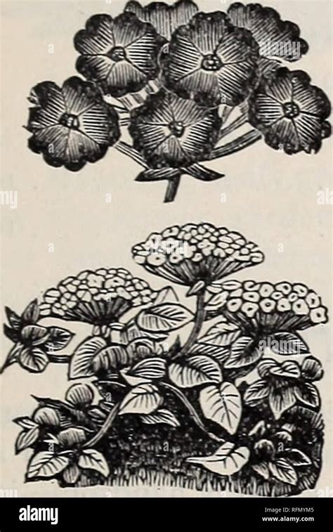 Illustrated And Descriptive Seed Catalogue And Price List For 1899