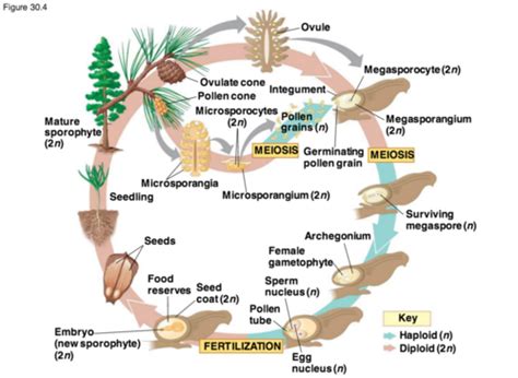 Gymnosperm Life Cycle Diagram