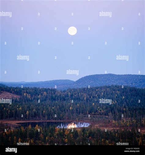 Trees under clear sky Stock Photo - Alamy