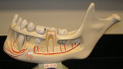 human teeth model Diagram | Quizlet