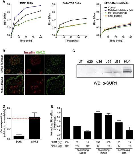 Characterization Of ATP Sensitive Potassium Channels In Stage 7 Cells