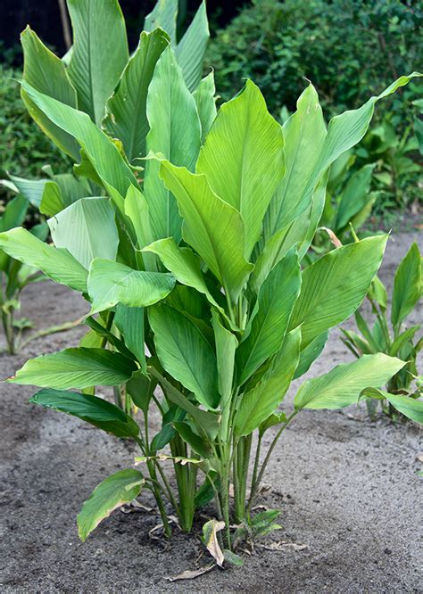 Curcuma Longa