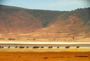 Voyager en Tanzanie Conseils et Astuces pour un Safari Réussi