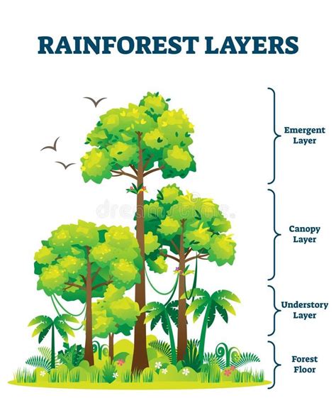 Rainforest Layers Vector Illustration. Jungle Structure Educational ...