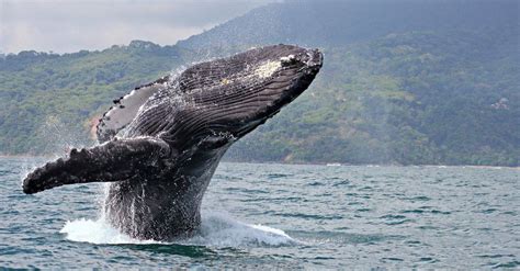 Blue Whale vs Humpback Whale: 5 Key Differences - A-Z Animals