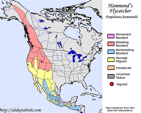 Hammonds Flycatcher Species Range Map