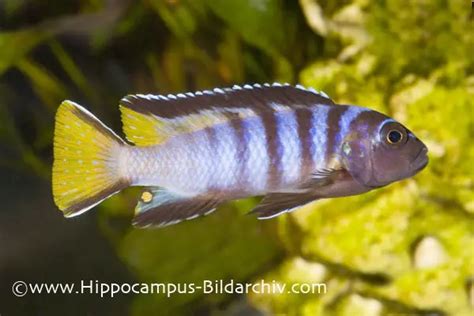 Pseudotropheus Elongatus Mpanga