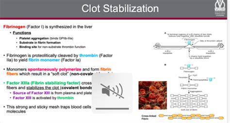 Hemostasis And Blood Coagulation I Flashcards Quizlet