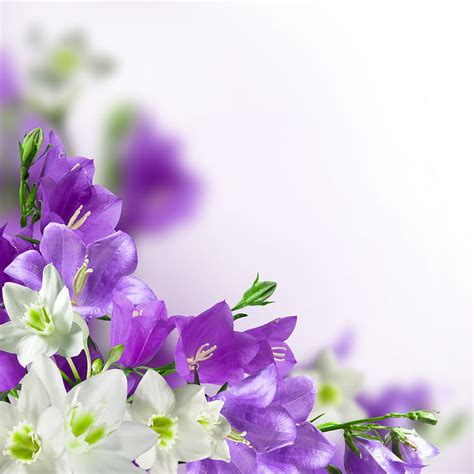 White Yellow Purple Flowers Background Page Hd Phone Wallpaper Pxfuel