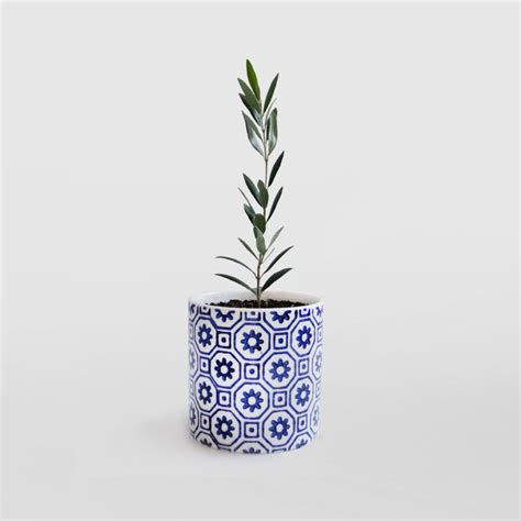 Olive Tree In Pot Natures Colours Plants Gifts