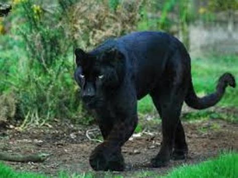 10 Facts about Black Panthers | Fact File