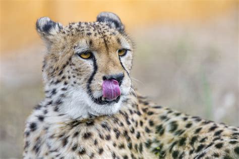 4k Big Cats Cheetahs Snout Hd Wallpaper Rare Gallery