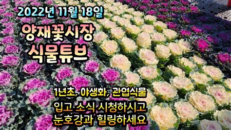 양재꽃시장 식물튜브 아이비제라늄 고사리 보리 팬지 겹작약 휴케라 움베르타 수채화고무나무 등등 양재꽃시장 식물