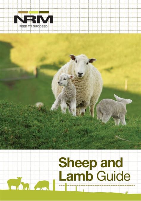 Sheep And Lamb Nrm Feed To Succeed