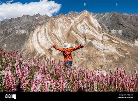 himalayan bistort wildflowers   beautiful warwan valley pir
