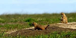 Prairie Dog Hunting Rifles & Guns