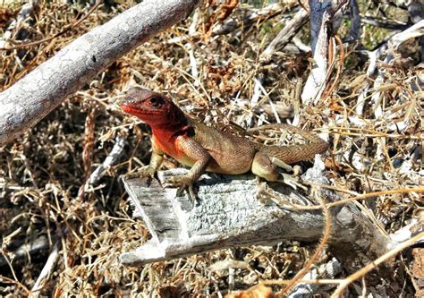 Lava Lizards Endemic Treasures Of Galápagos Galápagos Conservancy
