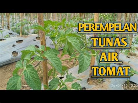 Tomat Servo 25hst Perempelan Tunas Air Yang Ada Di Ketiak Daun