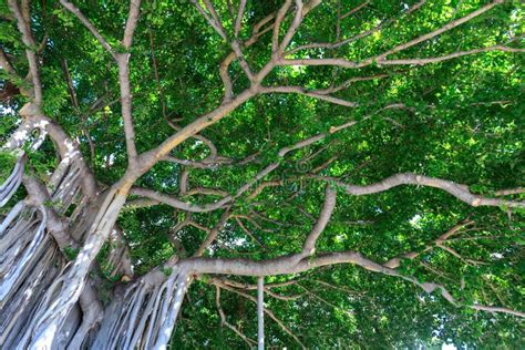 Banyan Tree in Waikiki Beach Hawaii Stock Image - Image of hawaii, oahu ...