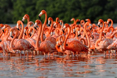 Greater Flamingo Habitat, Diet & Other Facts | Stillunfold