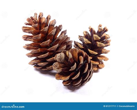 Close Up Of Three Natural Dry Pine Cones In Different Sizes Isolated On