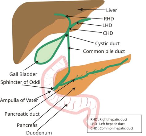 Giyabradiology Common Bile Duct Ductus Choledochus