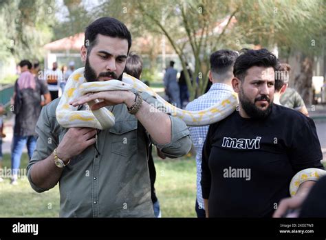 Baghdad Iraq 11th Nov 2022 Reptile Lovers Display Non Venomous