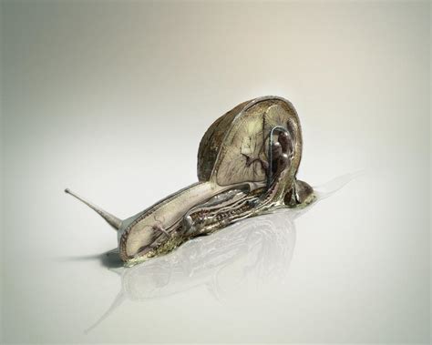 SNAIL ANATOMY by funnydoodle on DeviantArt