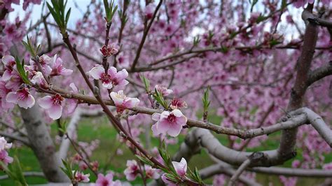 Nectarine Blossoms Wandering Camera Flickr