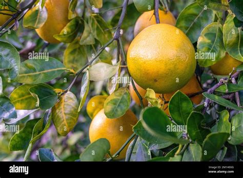 Cara cara navel orange tree hi-res stock photography and images - Alamy