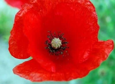 Poppy Symbolism: Peace And Stability - SunSigns.Org