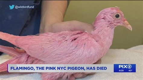 Pigeon Found Dyed Pink In Manhattan Park Has Died Youtube