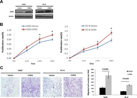 The Effects Of Chd Up Regulation On Nsclc Cell Proliferation And