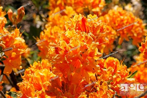 Rhododendron hybrids, Stock Photo, Picture And Royalty Free Image. Pic ...