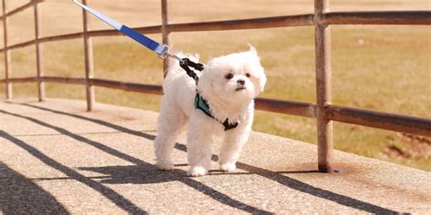 How Long Should I Walk My Puppy New Pet Owner Tips