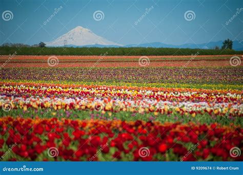 Tulip Fields Snow Covered Mountain Stock Photo Image Of Agronomy