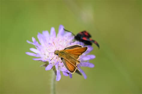 Mariposa Flor Insecto Foto Gratis En Pixabay Pixabay