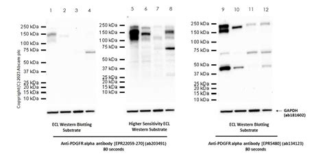 Anti Pdgfr Alpha Epr Bsa And Azide Free Ab