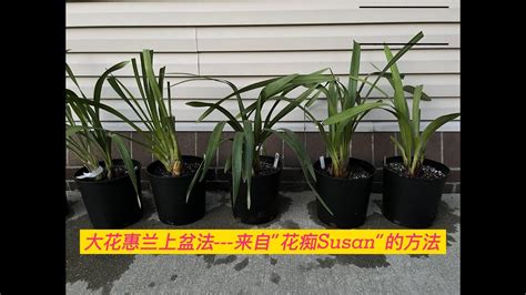 Susan How To Repot Cymbidium Orchids Youtube