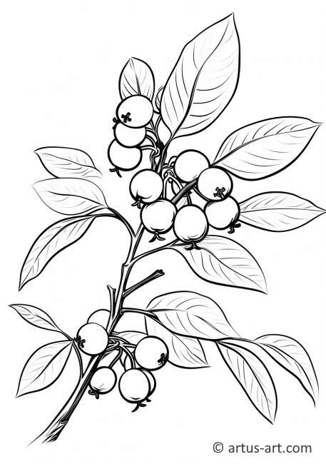 Blueberry Bush Coloring Page » Free Download » Artus Art