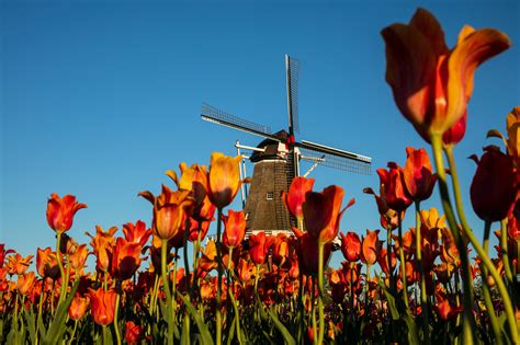 Dutch Windmill Tulips