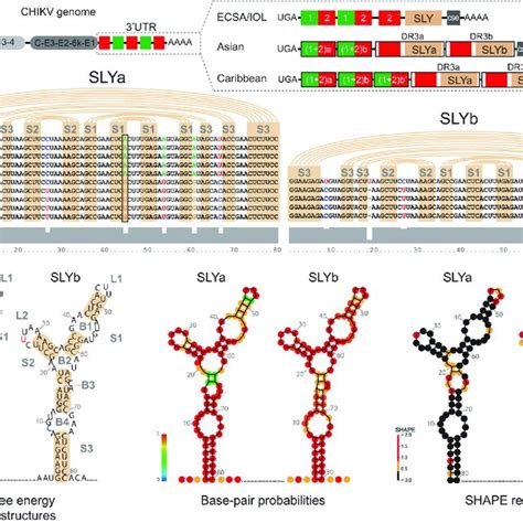 RNA Secondary Structures In The CHIKV 3 UTR A Schematic