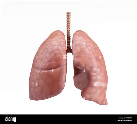 Healthy Lungs