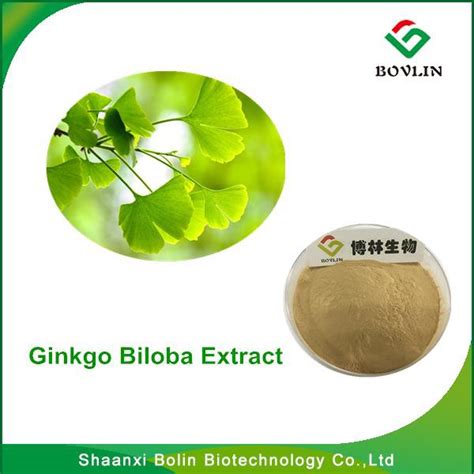 Extracto Personalizado De Ginkgo Biloba Hierbas De Porcelana