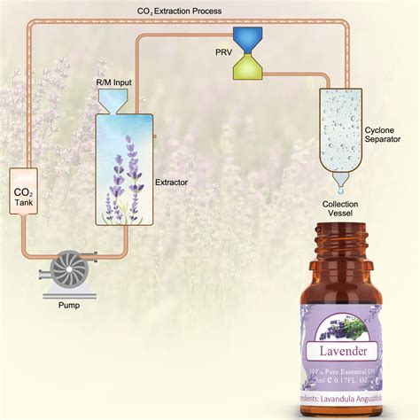 Asakuki Top 12 Essential Oils Set - Stink