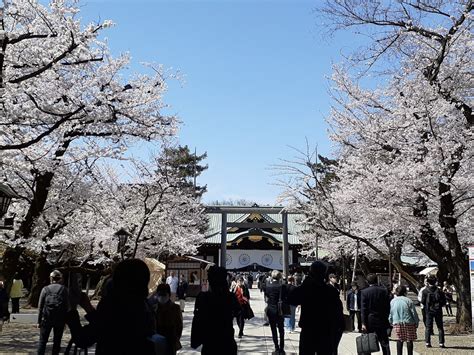 東京桜名所開花と見ごろはいつ？2024年人気の桜まつりのスケジュール一覧※4月1日更新 たびハピ