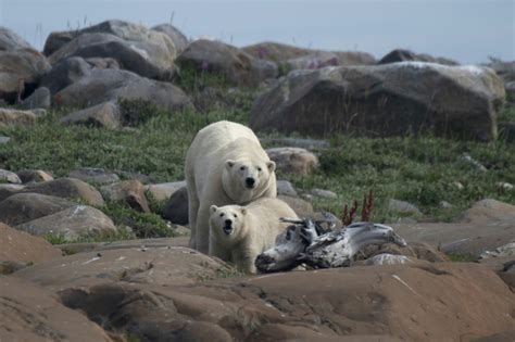 Polar Bears Struggling To Adapt To Longer Ice Free Arctic Periods