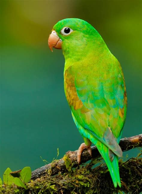 12 Friendliest Parrot Species That Make Great Pets