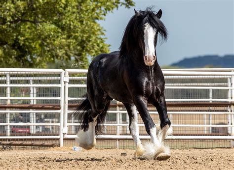 Clydesdale Running