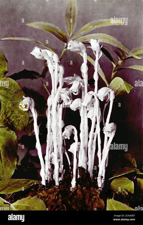 Ghost pipe flower hi-res stock photography and images - Alamy